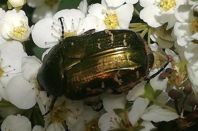 <i>Cetonia aurata</i>