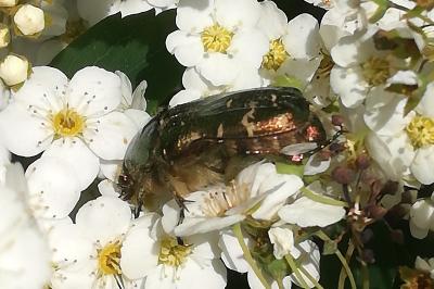 Cetonia aurata