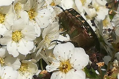 <i>Cetonia aurata</i>