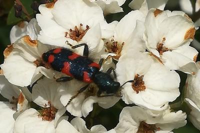 <i>Trichodes alvearius</i>