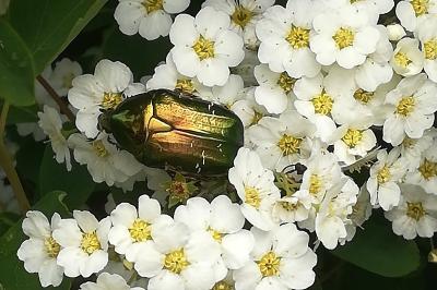 <i>Cetonia aurata</i>