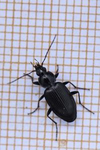 <i>Agonum</i>