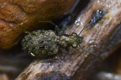 <i>Elaphrus riparius</i>