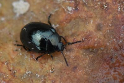 <i>Phaedon armoraciae</i>