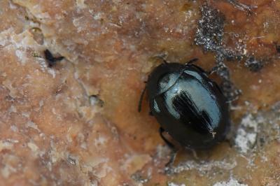 <i>Phaedon armoraciae</i>