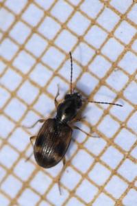 <i>Bembidion articulatum</i>