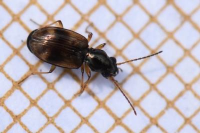<i>Bembidion articulatum</i>