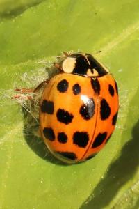 <i>Harmonia axyridis</i>