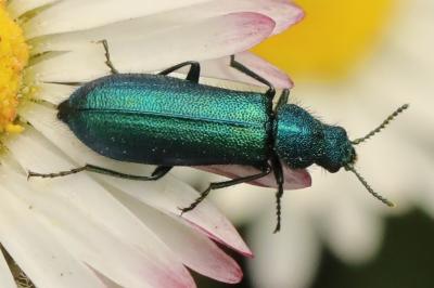 <i>Psilothrix viridicoerulea</i>