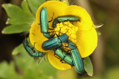 <i>Psilothrix viridicoerulea</i>
