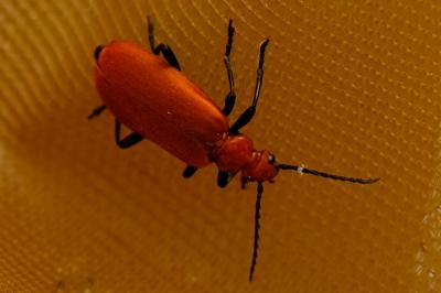 <i>Pyrochroa serraticornis</i>