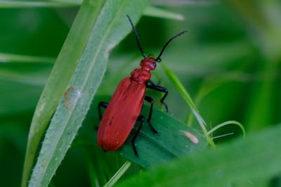 <i>Pyrochroa serraticornis</i>