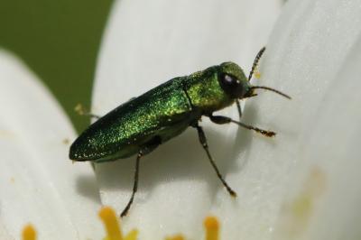<i>Anthaxia nitidula</i>