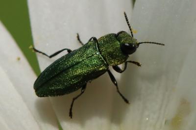 <i>Anthaxia nitidula</i>