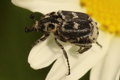 <i>Valgus hemipterus</i>