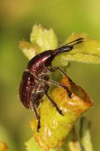 <i>Rhynchites auratus</i>
