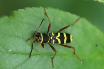 <i>Clytus arietis</i>