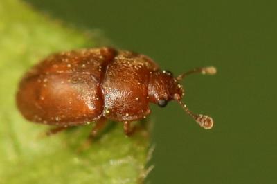 <i>Epuraea</i>