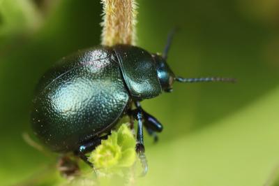 Timarcha goettingensis
