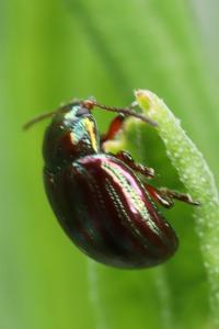 <i>Chrysolina americana</i>