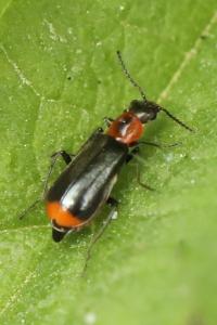 <i>Attalus minimus</i>