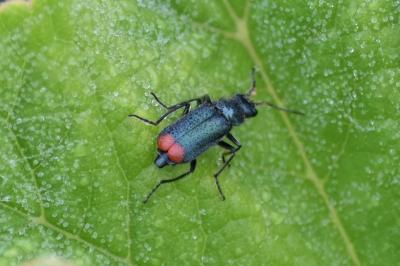 <i>Malachius bipustulatus</i>