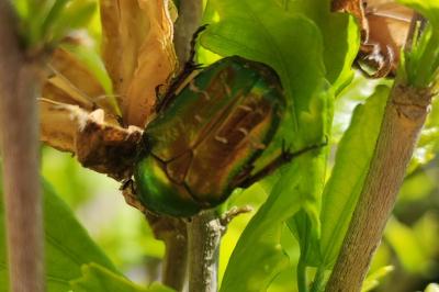 <i>Cetonia aurata</i>