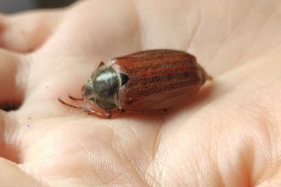 <i>Melolontha melolontha</i>