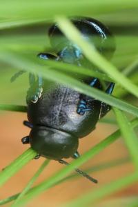 <i>Timarcha goettingensis</i>