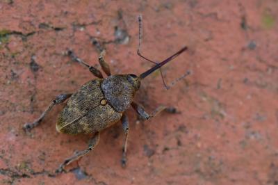 <i>Curculio nucum</i>