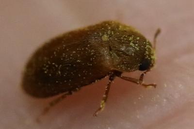 <i>Byturus ochraceus</i>