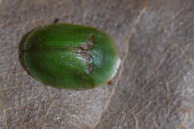 <i>Cassida rubiginosa</i>