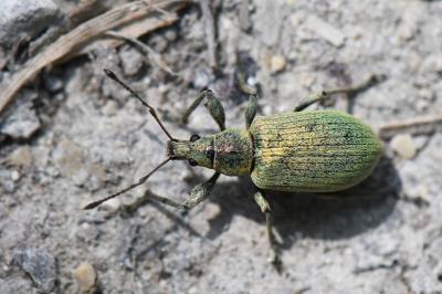 Phyllobius pomaceus
