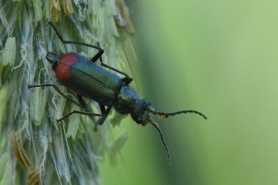 <i>Malachius bipustulatus</i>