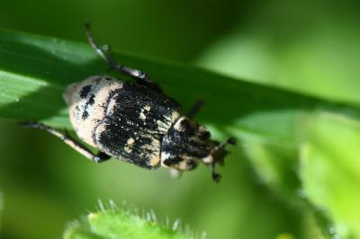<i>Valgus hemipterus</i>