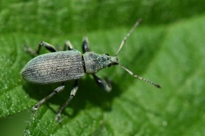 <i>Phyllobius pomaceus</i>