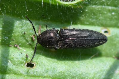 <i>Cidnopus pilosus</i>