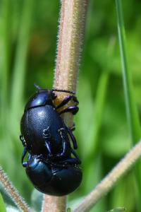 <i>Timarcha goettingensis</i>