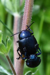<i>Timarcha goettingensis</i>