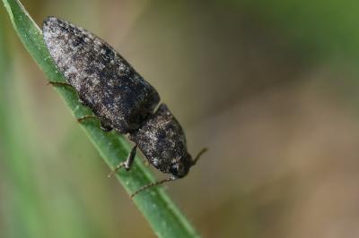 <i>Agrypnus murinus</i>