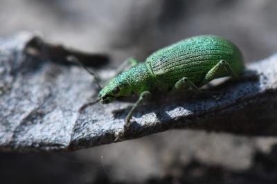<i>Polydrusus planifrons</i>