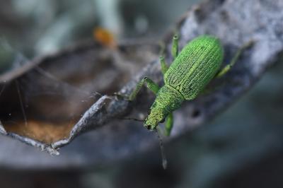 <i>Polydrusus planifrons</i>