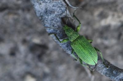 <i>Polydrusus planifrons</i>