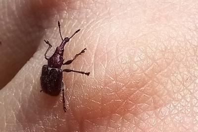 <i>Rhynchites auratus</i>
