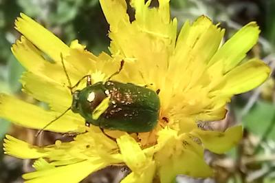<i>Cryptocephalus</i>