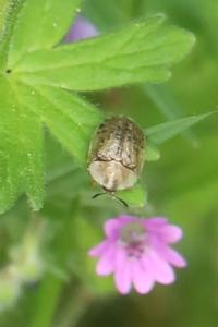 <i>Cassida nebulosa</i>