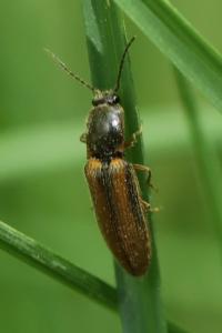 <i>Athous vittatus</i>