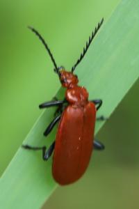 <i>Pyrochroa serraticornis</i>