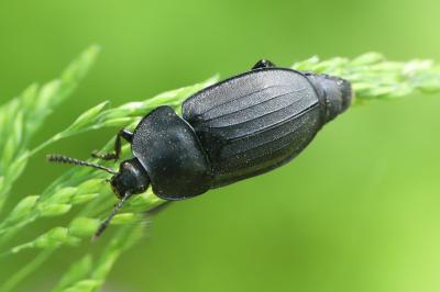 <i>Silpha tristis</i>