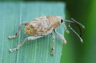 <i>Curculio</i>